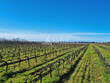 Unique-Vaste-domaine-viticole-bio-et-ses-nombreux-batiments-a