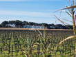 Unique-Vaste-domaine-viticole-bio-et-ses-nombreux-batiments-a
