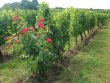 En-BIO-propriete-cle-en-main-dans-bel-environnement-sur-coteaux-joli-domaine-familial-en-AOP-Cotes-de-Bordeaux