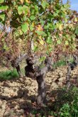 GIRONDE-Un-des-fleurons-de-son-appellation-AOC-Cotes