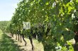 Environ-150-ha-de-vignes-en-AOC-Pomerol