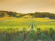 Cognac--Chateau-et-son-vignoble