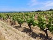 9-hectare-wine-estate