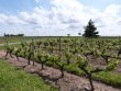 EXCLUSIVITE-Anjou--Domaine-familial-exploitant-33ha-de-vignes