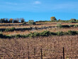 Domaine-viticole-sur-pres-de-24-ha-en-HVE