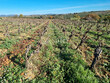 Domaine-viticole-sur-pres-de-24-ha-en-HVE