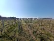5-ha-de-vigne-en-AOC-Haut-Medoc-avec-batiments-dexploitation-moderne