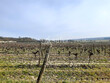Superbe-Domaine-Viticole-sur-19-ha-AOC-SAUMUR