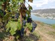 RARE-OPPORTUNITe-DEVENEZ-PROPRIeTAIRE-DUN-CRU-DE-LA-VALLeE-DU-RHoNE-SEPTENTRIONALE-SAINT-JOSEPH
