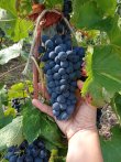 RARE-OPPORTUNITe-DEVENEZ-PROPRIeTAIRE-DUN-CRU-DE-LA-VALLeE-DU-RHoNE-SEPTENTRIONALE-SAINT-JOSEPH