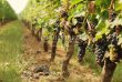 For-sale-approx-10-ha-of-AOC-Graves-vines