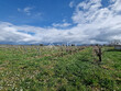 10ha-vignes-et-terres-GAILLAC