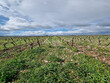 10ha-vignes-et-terres-GAILLAC