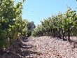 Rive-droite-Chateau-et-Domaine-viticole-de-prestige