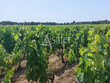 A-vendre-exploitation-AOC-SAINT-ESTEPHE