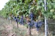 Exploitation-AOC-Saint-Emilion-Grand-Cru-en-Bio