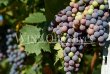 Charming-10ha-wine-and-olive-oil-growing-estate-near-St-Remy-de-Provence