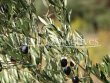 Charming-10ha-wine-and-olive-oil-growing-estate-near-St-Remy-de-Provence