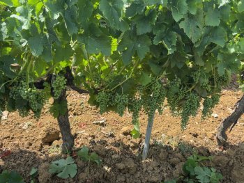 Propriété viticole en AOC Bordeaux et Graves de Vayres ? Libournais