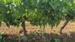 Propriete-viticole-en-AOC-Bordeaux-et-Graves-de-Vayres-Libournais