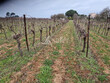 Domaine-Viticole-de-24-ha-proche-du-Littoral