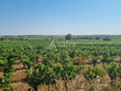 Domaine-Viticole-de-24-ha-proche-du-Littoral