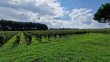 14-hectares-AOC-GRAVES