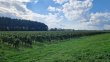 14-hectares-AOC-GRAVES