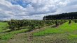 14-hectares-AOC-GRAVES