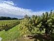 Maison-de-charme-avec-piscine-au-coeur-des-vignes