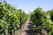 Opportunite-rare-Pomerol--domaine-viticole-de-3ha-
