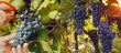 Vignes-en-appelation-Saint-Emilion