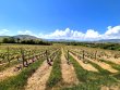 VIGNES-AOP-BROUILLY-AVEC-BATIMENT--ST-LAGER