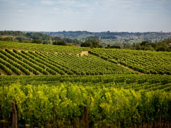 45 HA DE VIGNES DONT 18 HA BLANC 35 HA A VENDRE 10 HA A LOUER