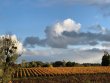 Hobby-vineyard-estate--Wine-tourism--near-Bordeaux