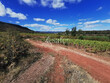 Exploitation-viticole-bio-de-75-ha-en-Terrasses-du-Larzac