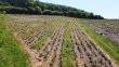 Parcelles-de-vignes-en-AOP-Cote-de-Brouilly