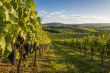 Propriete-viticole-de-30-ha-avec-infrastructures-completes-et-potentiel-oenotouristique