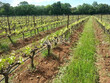 Opportunite-rare-en-AOP-Terrasses-du-Larzac-
