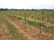 Opportunite-rare-en-AOP-Terrasses-du-Larzac-