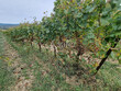 Bassin-de-Thau-bel-ilot-viticole-de-plus-de-9-ha-dun-seul-tenant