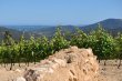 PROPRIeTe-VITICOLE-DEXCEPTION-GOLFE-DE-SAINT-TROPEZ