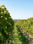 Acquisition-dexcellence-Propriete-viticole-a-Montagne-Saint-Emilion